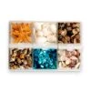 Seashell Variety Pack 2 Seashell Variety Pack -Tools Wood Shop 6 pack of sea shell varity