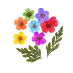 Dried Flowers Variety Pack -Tools Wood Shop Colorful Pressed Flowers