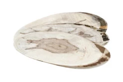 Ambrosia Maple Ovals