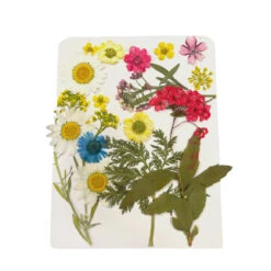 Pressed Flowers