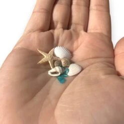 Seashell Variety Pack -Tools Wood Shop tiny sea shells for arts and crafts